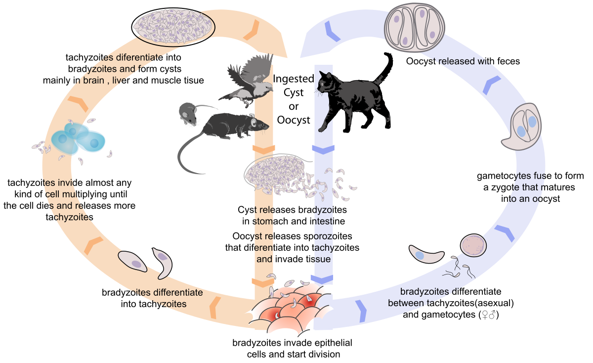 A detailed diagram illustrating the life cycle of Toxoplasma gondii, showing the infection pathway between cats, rodents, and other animals. The cycle includes oocysts released in feces, ingestion by rodents, differentiation into tachyzoites and bradyzoites, cyst formation in tissues, and ingestion by cats, as well as infection of animals bred for meat.