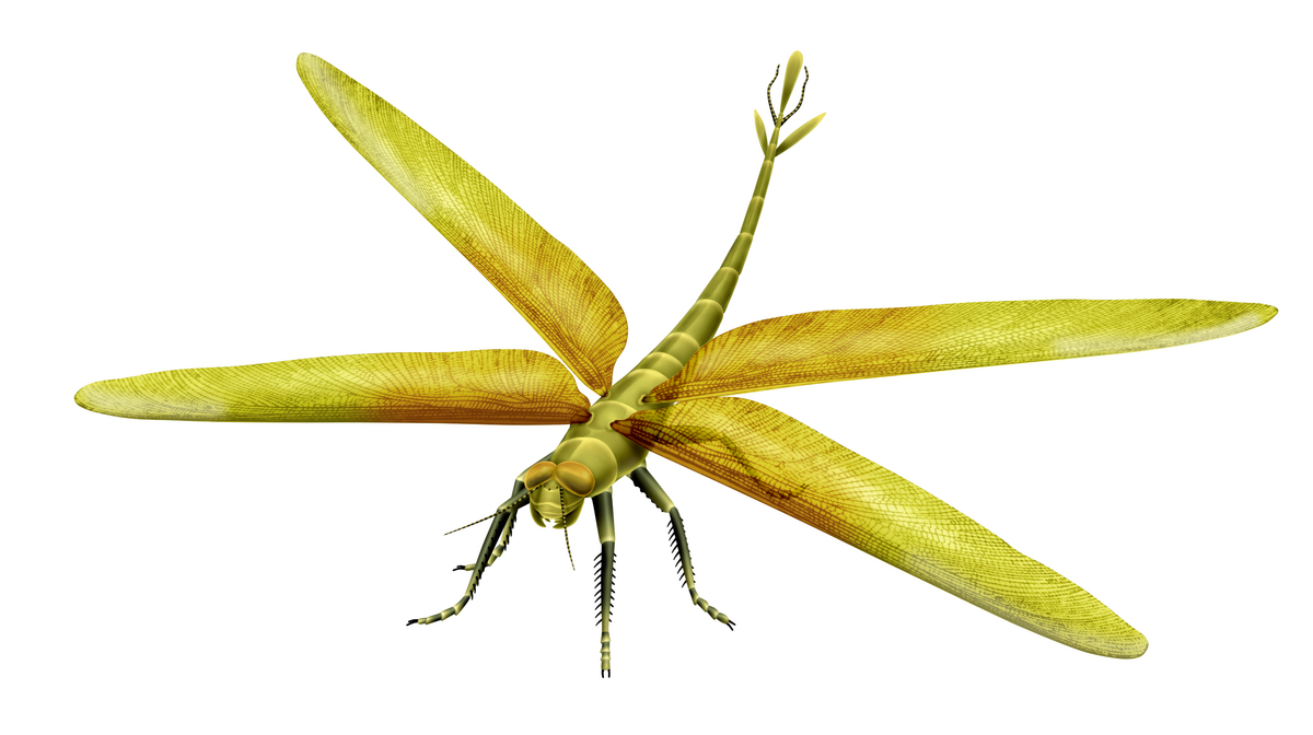 A life restoration of Meganeura monyi, a giant prehistoric insect resembling a dragonfly, is depicted against a white background. The insect has a long, segmented body, large green-yellow wings with visible venation, and prominent eyes.