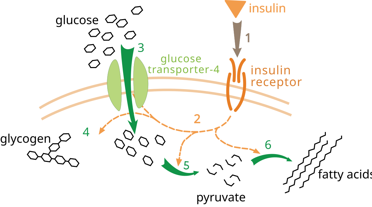 Diagram illustrating the effect of insulin on glucose uptake and metabolism within a cell. Insulin binds to its insulin receptor (1), initiating protein activation cascades (2) that lead to glucose transporter-4 (Glut-4) translocation and glucose influx (3), glycogen synthesis (4), glycolysis (5), and triglyceride synthesis (6) from pyruvate and fatty acids.