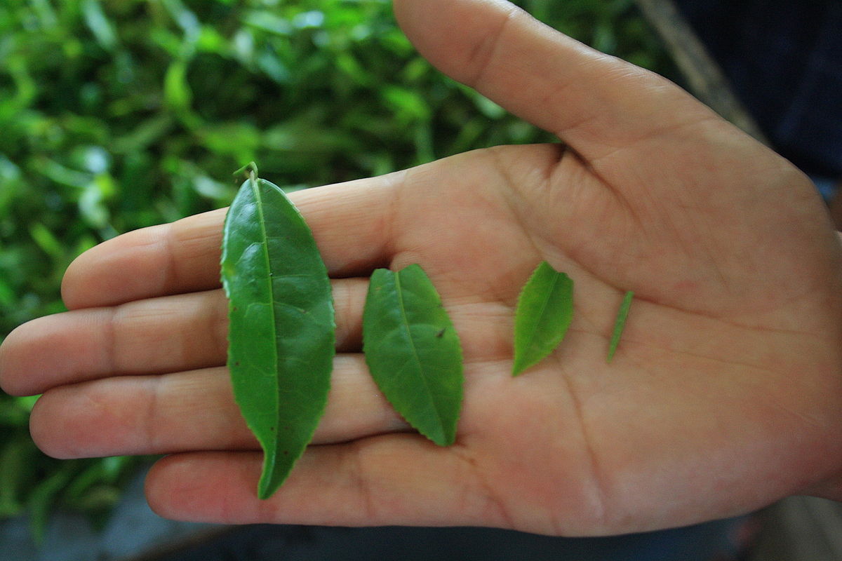 A hand holding several fresh tea leaves of different sizes, ranging from small buds to larger mature leaves.