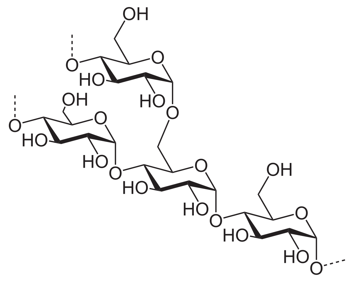 A chemical structure diagram of an amylopectin molecule, showing a branched chain of glucose units linked by glycosidic bonds. The structure includes hydroxyl groups and oxygen atoms.