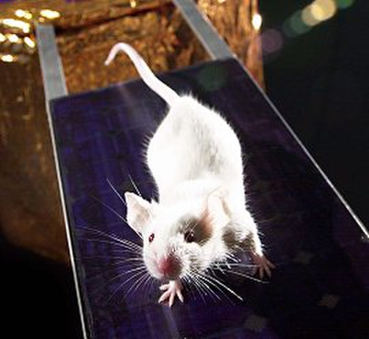 A white laboratory mouse (Mus musculus) is perched on a dark, possibly metallic, surface. The genome of the lab mouse was published in 2002.