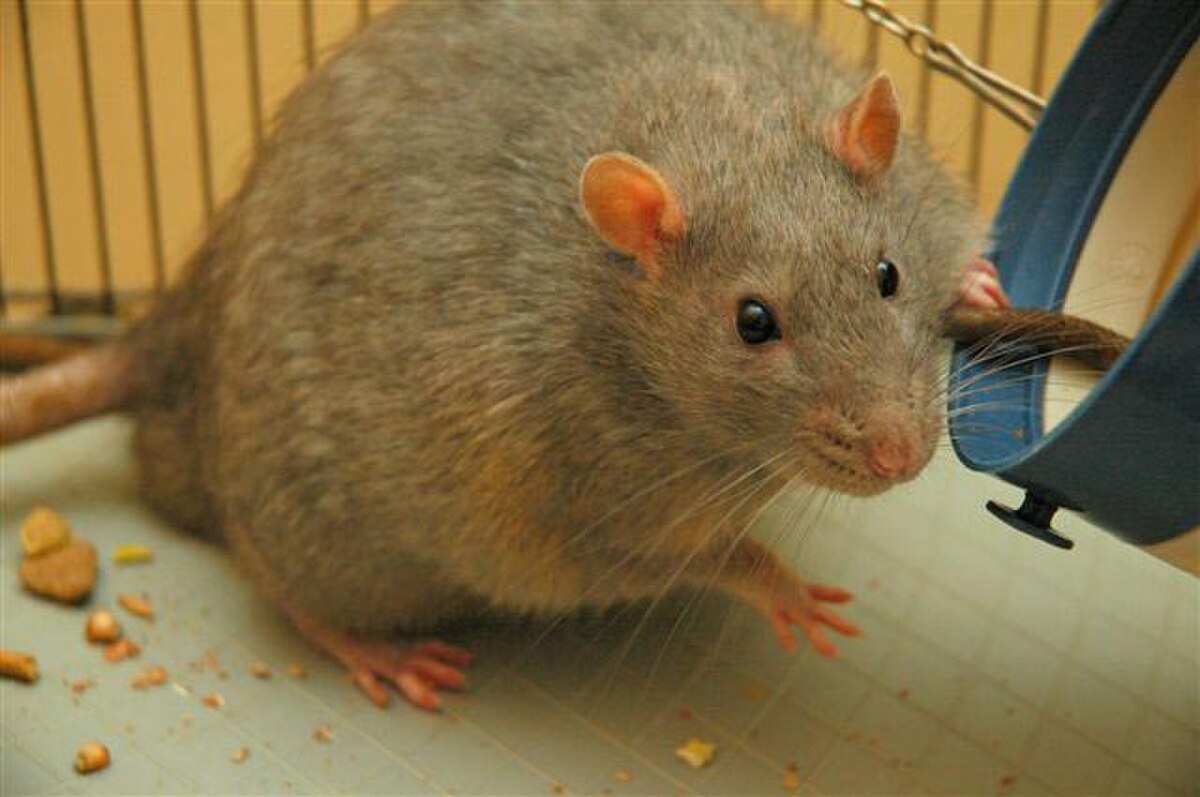 A Zucker rat, a laboratory strain genetically prone to diabetes, looking out from its cage.