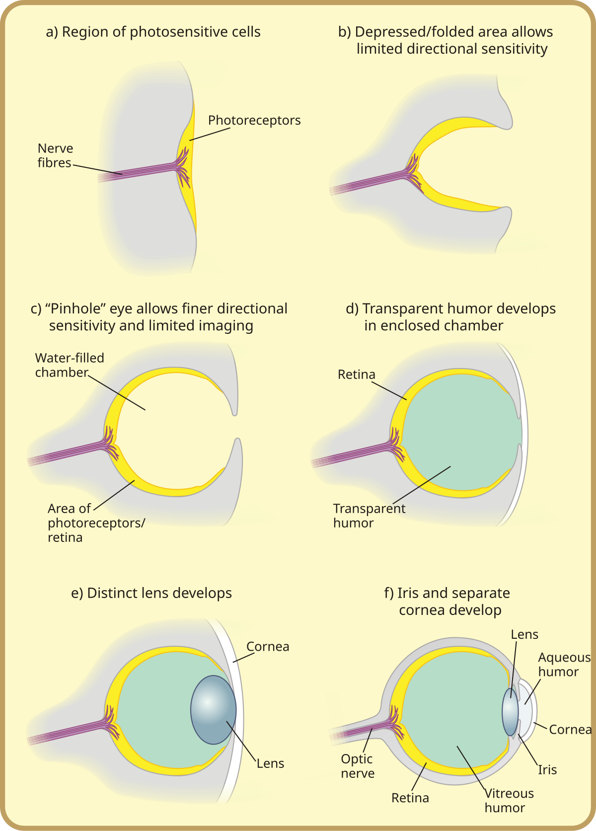Diagram illustrating six major stages in the evolution of the eye in vertebrates. These stages include: a) Region of photosensitive cells, b) Depressed/folded area allowing limited directional sensitivity, c) "Pinhole" eye allowing finer directional sensitivity and limited imaging, d) Transparent humor developing in an enclosed chamber, e) Distinct lens developing, and f) Iris and separate cornea developing, showing structures like photoreceptors, nerve fibres, retina, water-filled chamber, transparent humor, lens, cornea, iris, aqueous humor, and vitreous humor.