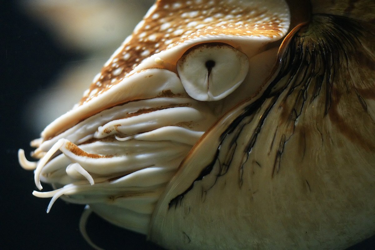 Close-up of the head of a Nautilus pompilius, showing its distinctive pinhole-camera-like eye. The eye is dark with a small central opening, surrounded by the animal's tentacles and shell.