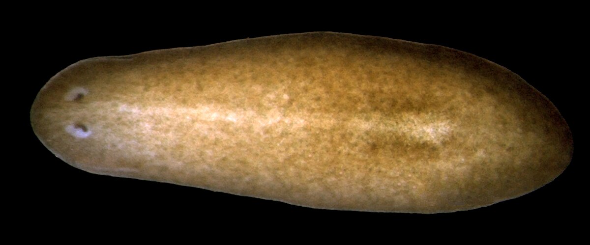 Close-up image of a planarian, a flatworm, showing its elongated, brownish body and two distinct cup-shaped eyespots at its anterior end. The eyespots are small, unpigmented depressions on the dorsal surface.
