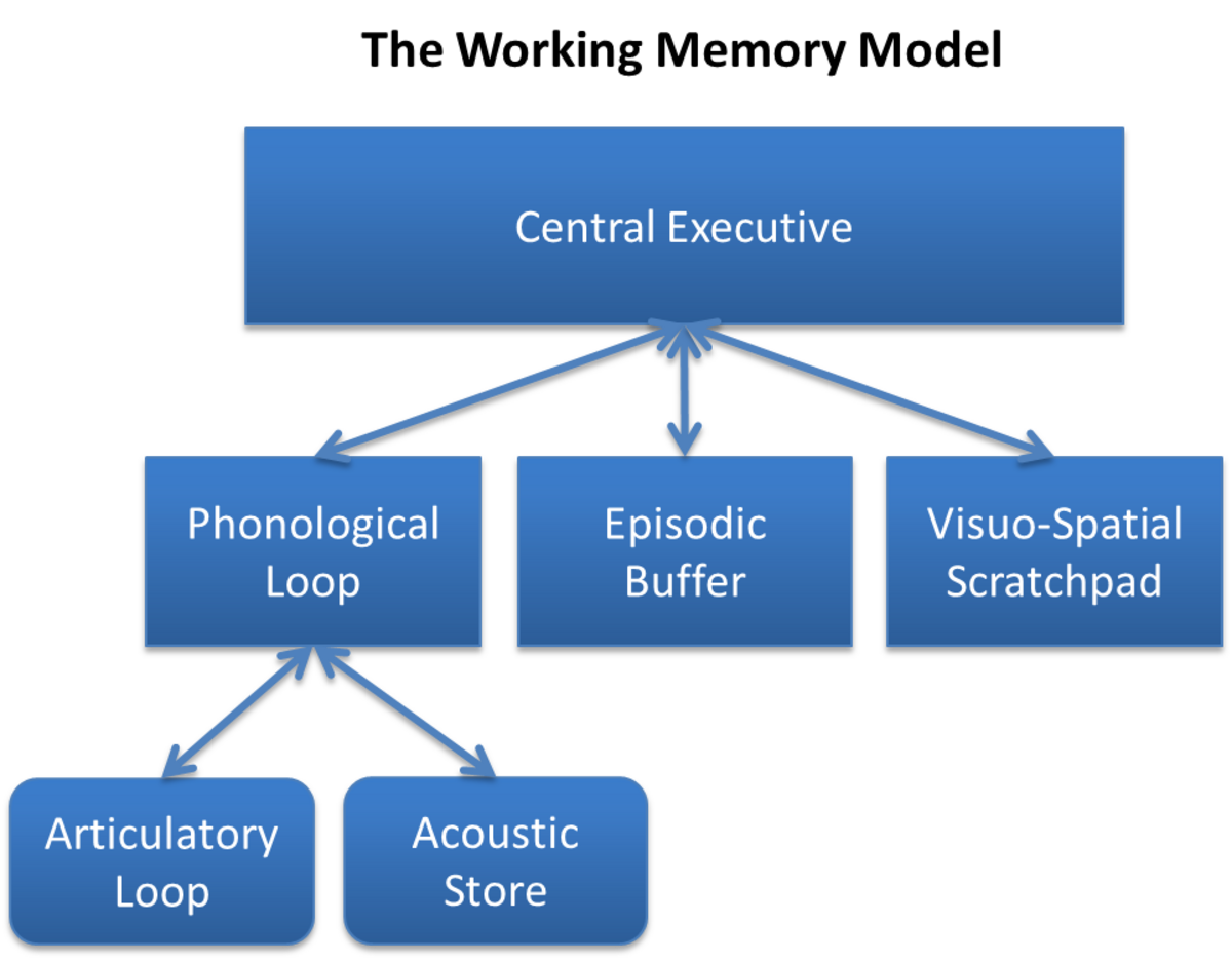 A diagram illustrates Baddeley and Hitch's model of working memory, with "Central Executive" at the top, connected to "Phonological Loop," "Episodic Buffer," and "Visuo-Spatial Scratchpad." The "Phonological Loop" further branches into "Articulatory Loop" and "Acoustic Store."