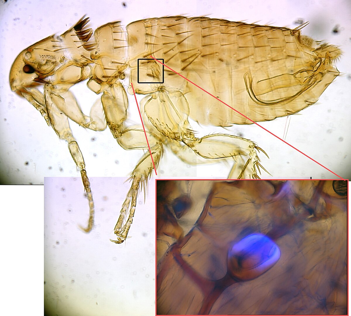 A microscopic image of a flea, with an inset detail showing the resilin pad, a specialized elastic protein. The main image displays the flea's segmented body and legs, while the magnified inset highlights a blue-stained resilin structure within its leg.