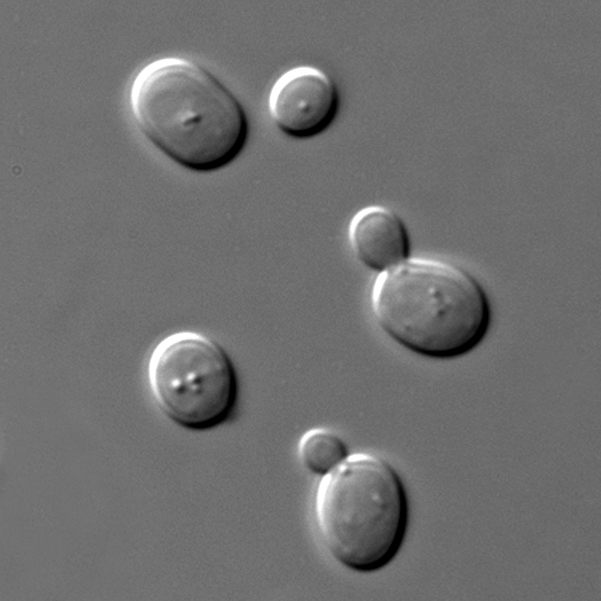 Microscopic image of Saccharomyces cerevisiae yeast cells under DIC microscopy, showing oval-shaped cells with some exhibiting budding, indicating reproduction.
