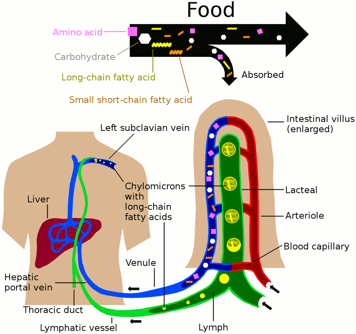 Diagram illustrating nutrient absorption into the blood and lymph systems, showing food breakdown into Amino acid, Carbohydrate, Long-chain fatty acid, and Small short-chain fatty acid. The diagram details absorption through an enlarged Intestinal villus into Lacteal, Arteriole, and Blood capillary, and the transport of Chylomicrons with long-chain fatty acids via Lymphatic vessel, Thoracic duct, and Left subclavian vein, bypassing the Liver's first-pass metabolism.
