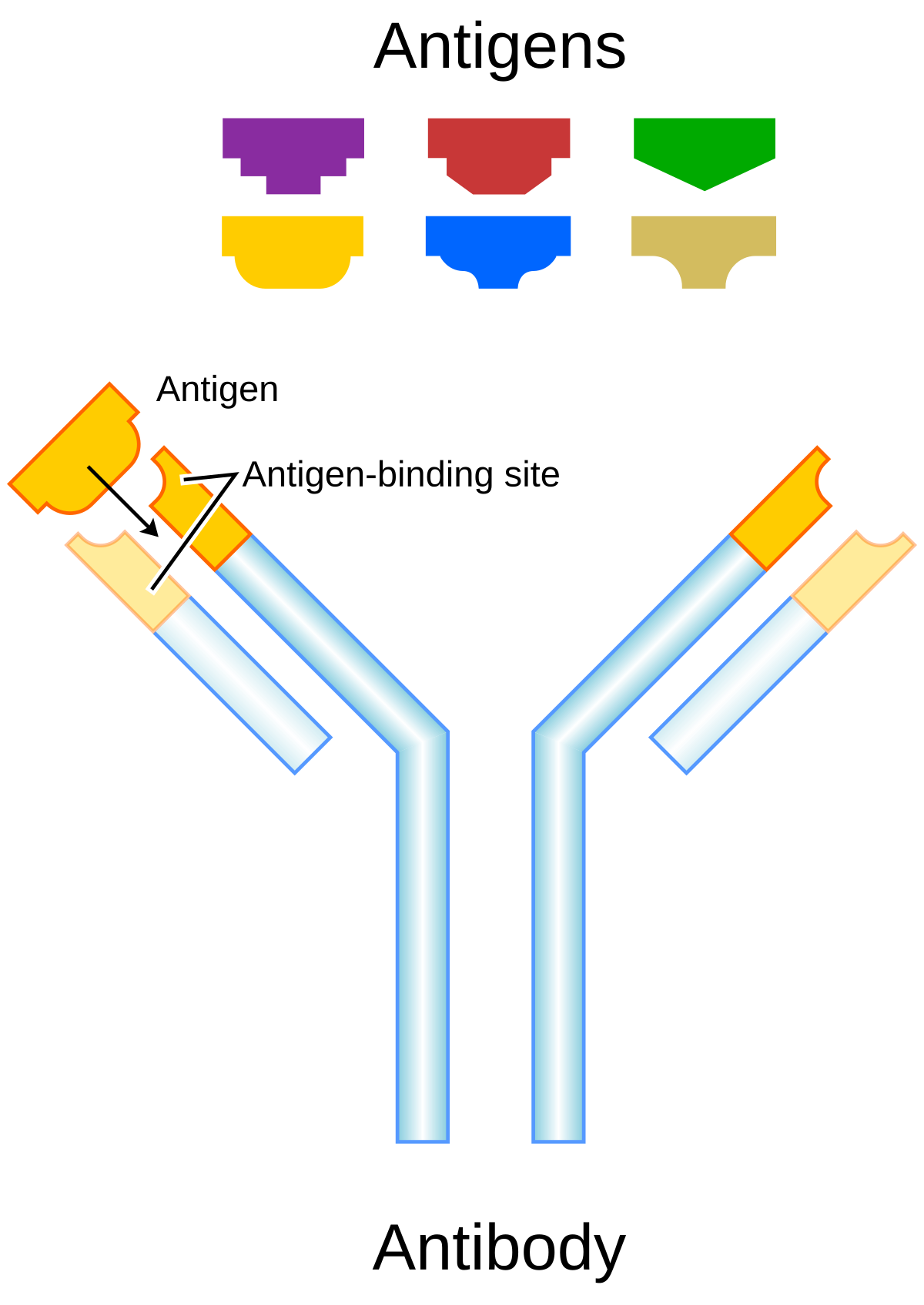 Diagram illustrating how antigens interact with an antibody. The top section shows various shapes representing different antigens, while the bottom section depicts a Y-shaped antibody with labeled "Antigen-binding site" where a specific antigen is shown attaching.