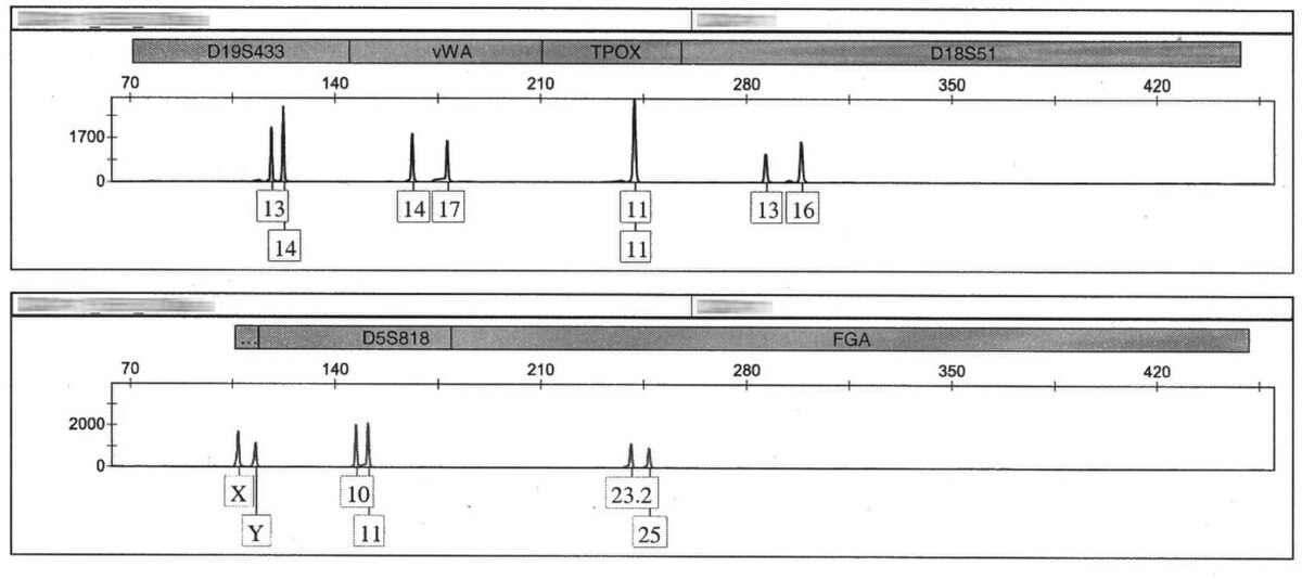 Graph showing a partial human STR profile obtained using the Applied Biosystems Identifiler kit, with two panels displaying signal amplitude on the Y-axis and fragment size (in base pairs) on the X-axis. Loci D19S433, vWA, TPOX, D18S51, D5S818, and FGA are labeled, along with allele numbers such as 13, 14, 17, 11, 13, 16, X, Y, 10, 11, 23.2, and 25.