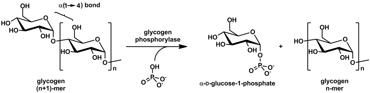 Diagram illustrating the action of glycogen phosphorylase on glycogen, showing the cleavage of an α(1→4) bond. The reaction depicts a glycogen (n+1)-mer reacting with inorganic phosphate (OH-P=O-O-) in the presence of glycogen phosphorylase to yield α-D-glucose-1-phosphate and glycogen n-mer.
