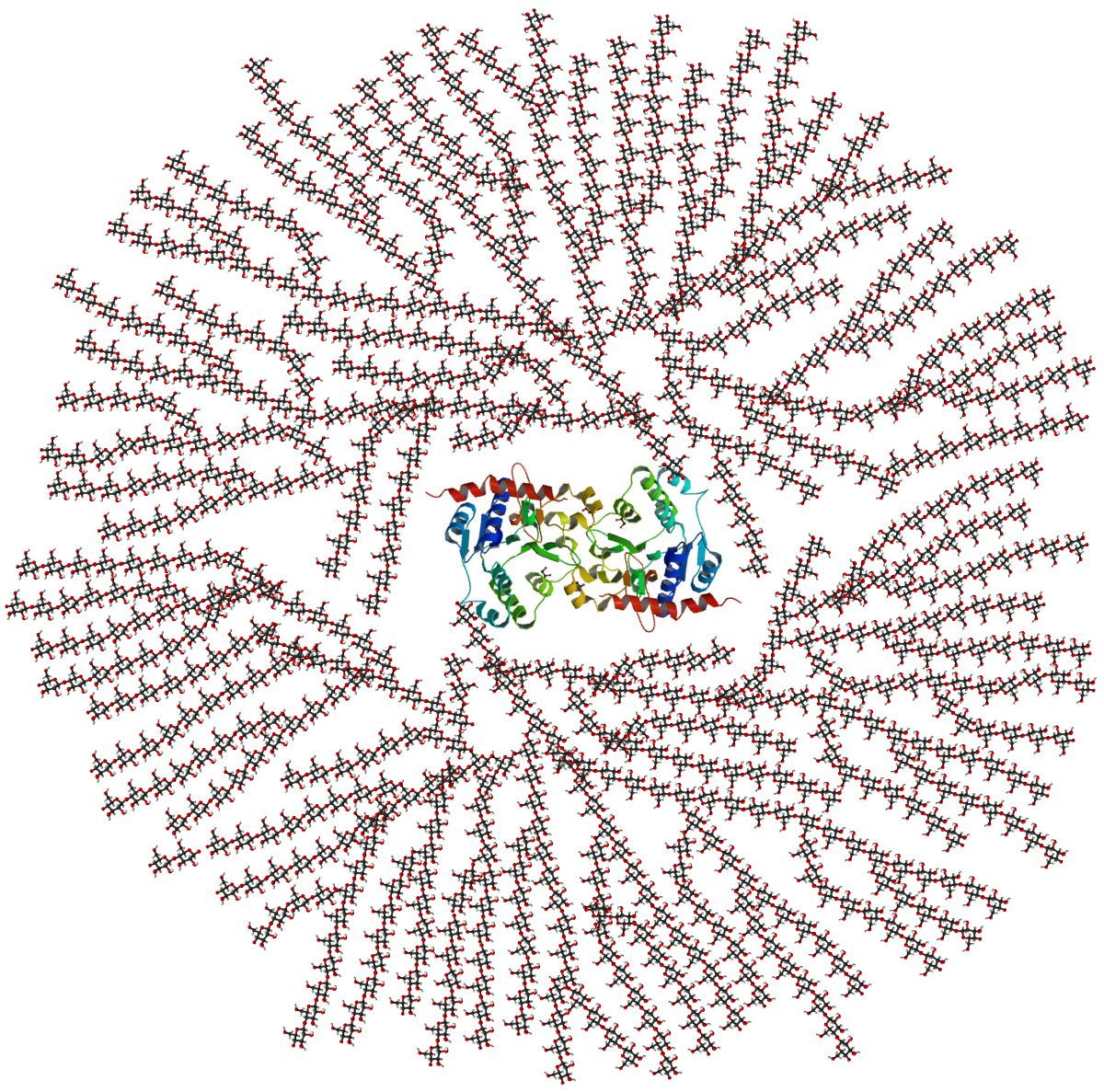 Schematic two-dimensional cross-sectional view of glycogen, showing a central core protein of glycogenin surrounded by numerous branches of glucose units.