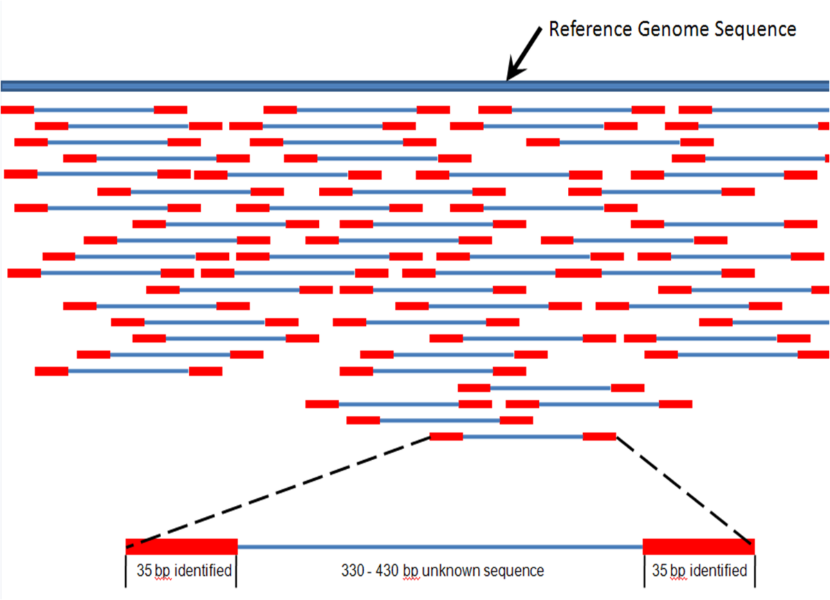 Diagram illustrating the process of mapping fragmented sequence reads to a reference genome. Multiple short red segments (reads) are aligned against a longer blue line representing the "Reference Genome Sequence," with a magnified section showing "35 bp identified" and "330-430 bp unknown sequence."