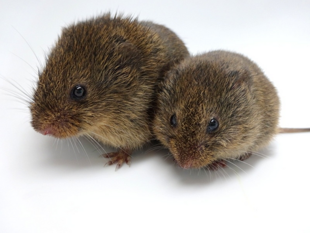 Two prairie voles, small brown rodents with short tails and small ears, are shown close up against a white background. The vole on the left is slightly larger and in sharper focus than the one on the right.