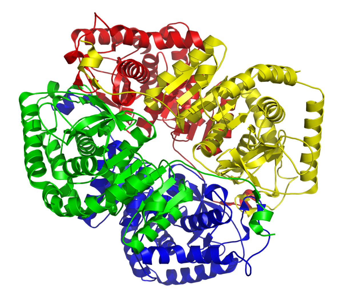A molecular model of lactate dehydrogenase M4 (muscle) with PDB ID 1I10, showing its tetrameric structure. Each of the four subunits is colored differently (red, yellow, green, blue) to highlight their individual components and overall arrangement.