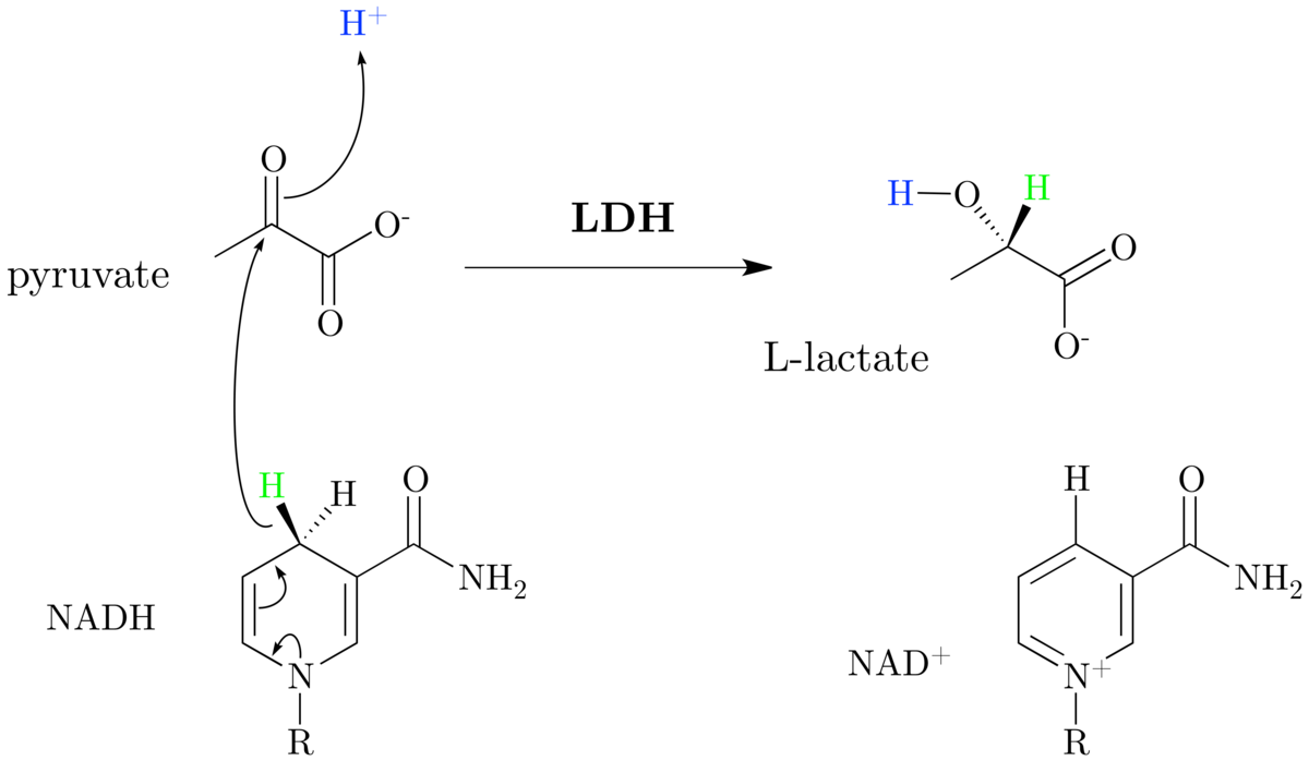 A chemical reaction mechanism diagram for the reaction catalyzed by lactate dehydrogenase (LDH). It illustrates the conversion of pyruvate and NADH to L-lactate and NAD+, showing the movement of electrons with curved arrows and the transfer of a proton (H+).