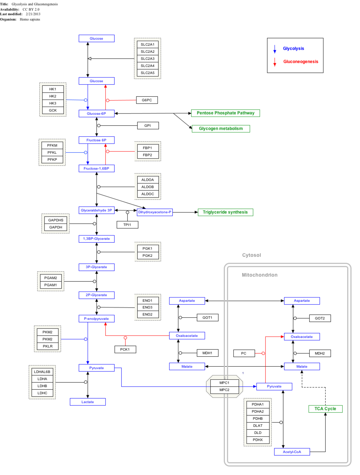 A biochemical pathway diagram illustrating glycolysis and gluconeogenesis, with reactions indicated by blue arrows for glycolysis and red arrows for gluconeogenesis. Key metabolites such as Glucose, Glucose-6P, Fructose-6P, Fructose-1,6BP, Glyceraldehyde-3P, Pyruvate, and Lactate are shown, along with enzymes like HK1, PFK, ALDOA, and LDHA. The diagram also details the compartmentalization between the Cytosol and Mitochondrion, including the TCA Cycle and Triglyceride synthesis pathways.