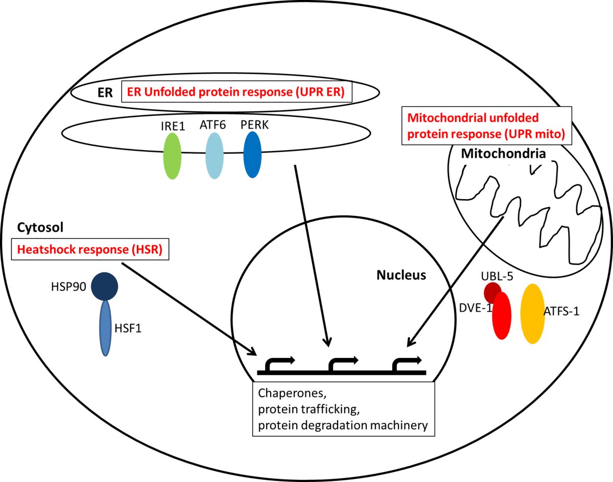 Diagram illustrating proteostasis stress signaling responses within a cell, showing interactions between the ER, mitochondria, cytosol, and nucleus. Key components include ER Unfolded protein response (UPR ER), Mitochondrial unfolded protein response (UPR mito), Heatshock response (HSR), IRE1, ATF6, PERK, HSP90, HSF1, UBL-5, DVE-1, and ATFS-1, leading to the production of chaperones, protein trafficking, and protein degradation machinery.