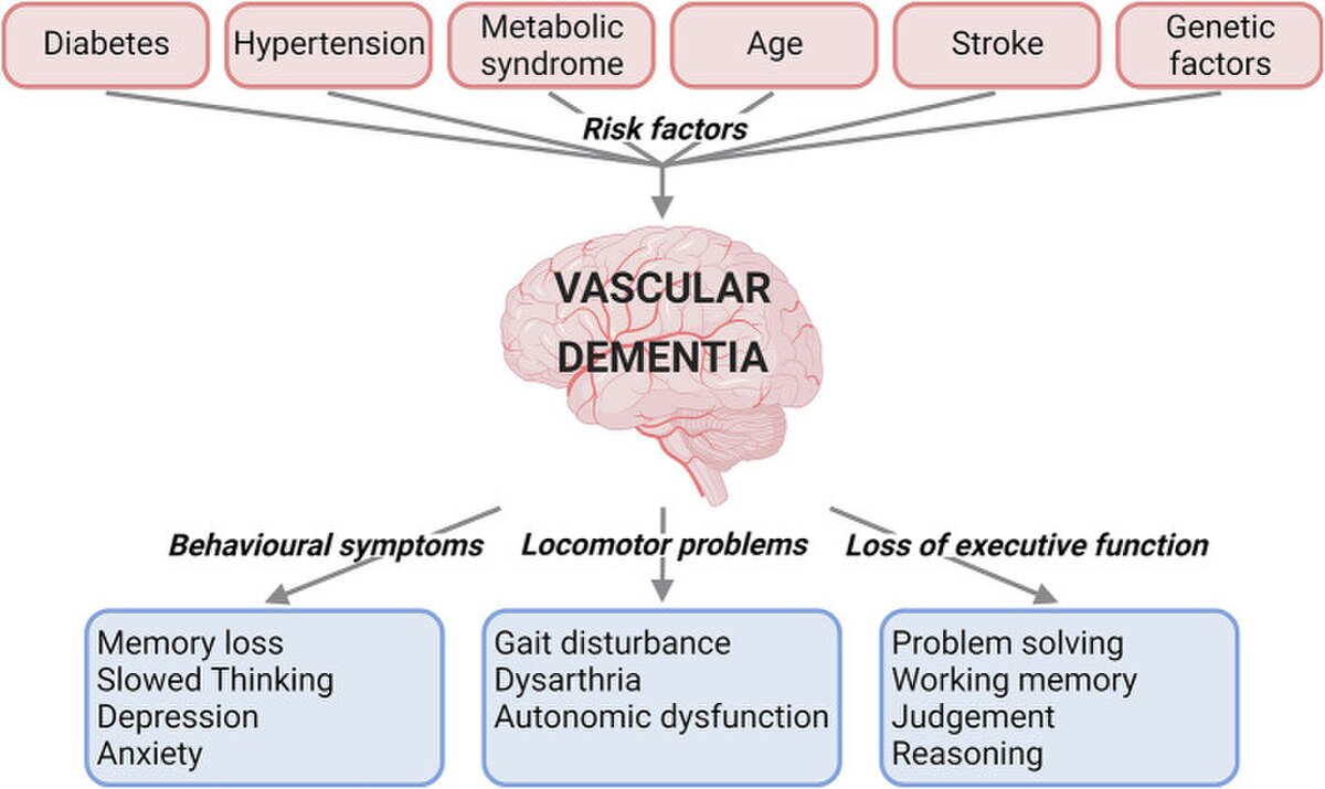 A diagram illustrates the risk factors and clinical characteristics associated with vascular dementia. Risk factors, shown in red boxes, include "Diabetes," "Hypertension," "Metabolic syndrome," "Age," "Stroke," and "Genetic factors," all leading to "Vascular Dementia," represented by a brain icon. Clinical characteristics are categorized into "Behavioural symptoms," "Locomotor problems," and "Loss of executive function," with specific symptoms listed in blue boxes below each category.