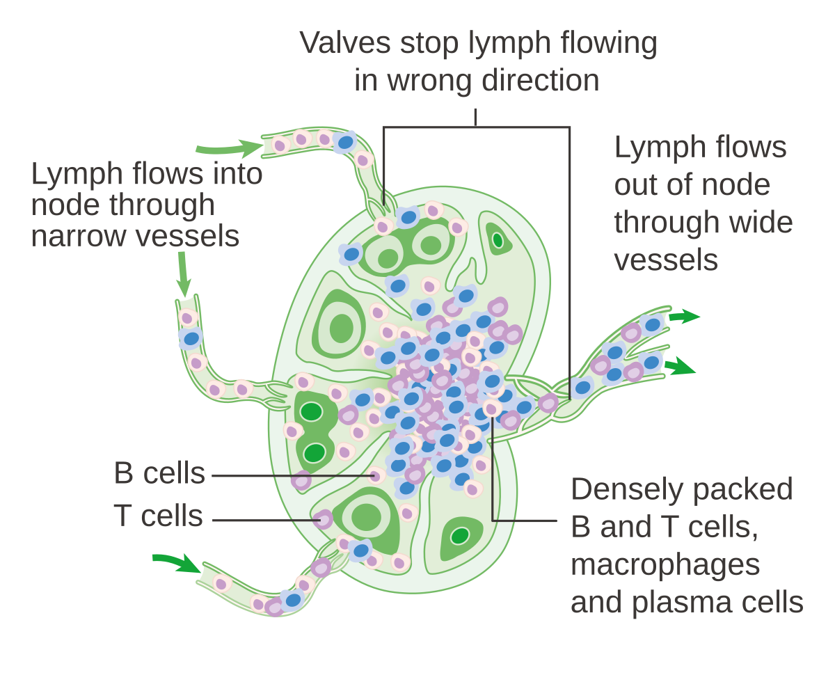 Diagram of a lymph node illustrating the flow of lymph and the distribution of immune cells. Lymph flows into the node through narrow vessels and out through wide vessels, with valves stopping lymph from flowing in the wrong direction. The node contains densely packed B cells, T cells, macrophages, and plasma cells.