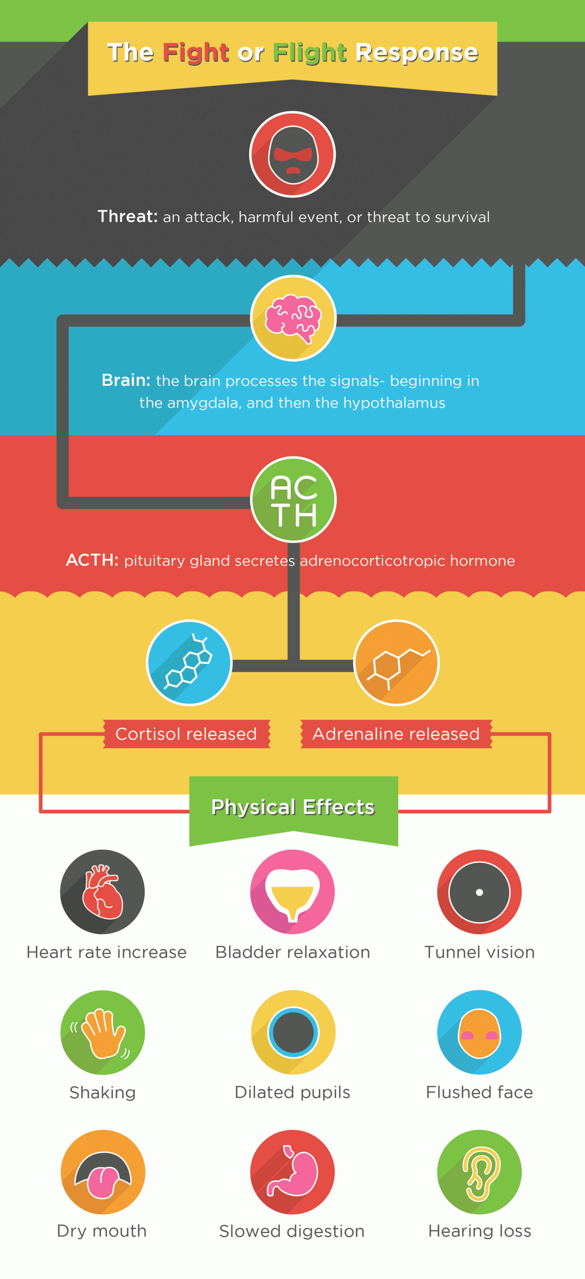 Diagram illustrating the "Fight or Flight Response" and its physical effects. It details the process from a perceived threat, through brain processing involving the amygdala and hypothalamus, to the pituitary gland secreting ACTH, which then leads to the release of Cortisol and Adrenaline, resulting in physical effects such as increased heart rate, bladder relaxation, tunnel vision, shaking, dilated pupils, flushed face, dry mouth, slowed digestion, and hearing loss.