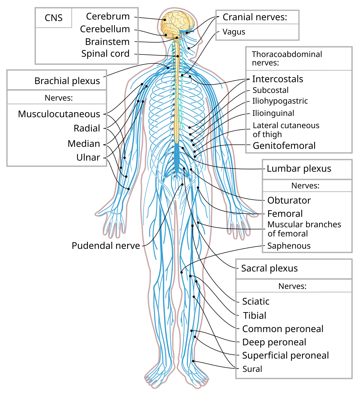 Diagram of the human nervous system, showing the central nervous system (CNS) and various peripheral nerves and plexuses. Key labeled components include the Cerebrum, Cerebellum, Brainstem, Spinal cord, Cranial nerves (Vagus), Brachial plexus (Musculocutaneous, Radial, Median, Ulnar), Thoracoabdominal nerves (Intercostals, Subcostal, Iliohypogastric, Ilioinguinal, Lateral cutaneous of thigh, Genitofemoral), Lumbar plexus (Obturator, Femoral, Muscular branches of femoral, Saphenous), Sacral plexus (Sciatic, Tibial, Common peroneal, Deep peroneal, Superficial peroneal, Sural), and Pudendal nerve.