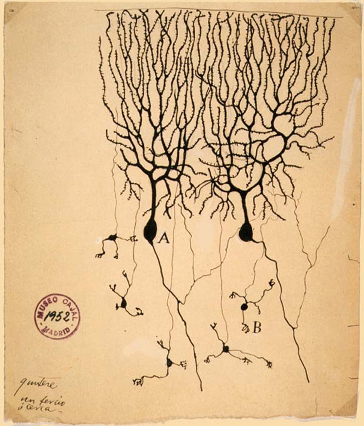 Drawing by Santiago Ramón y Cajal (1899) depicting Purkinje cells in the pigeon cerebellum. Two large Purkinje cells, labeled A and B, are shown with extensive dendritic trees and axons extending downwards, surrounded by smaller neurons.