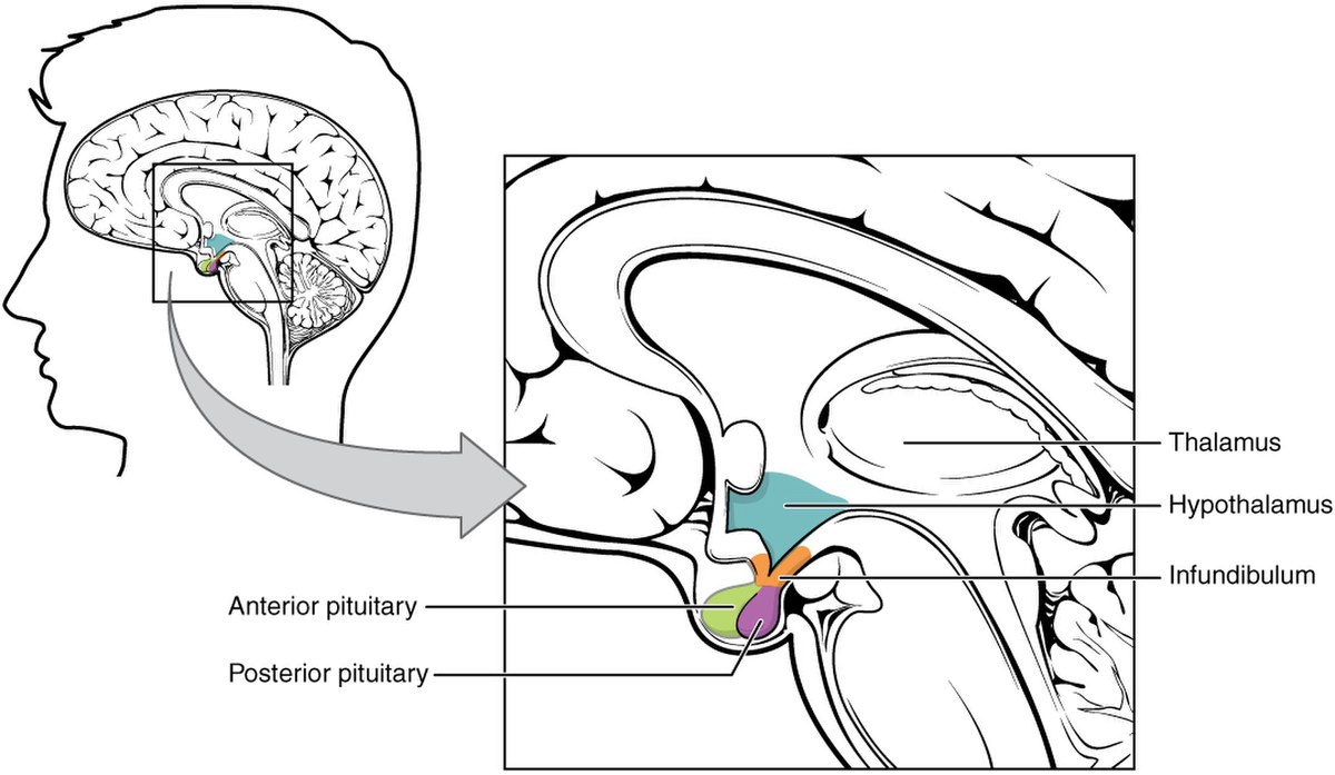 Diagram of the hypothalamus-pituitary complex within the human brain. The magnified view labels the Thalamus, Hypothalamus, Infundibulum, Anterior pituitary, and Posterior pituitary.