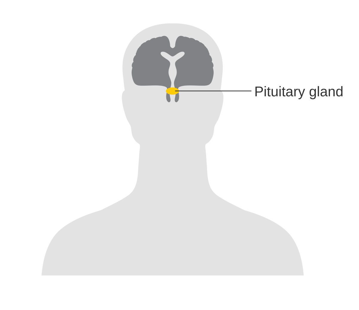Diagram showing the position of the pituitary gland within the human brain, depicted in a sagittal view of a head silhouette. The pituitary gland is highlighted in yellow and labeled, located at the base of the brain.