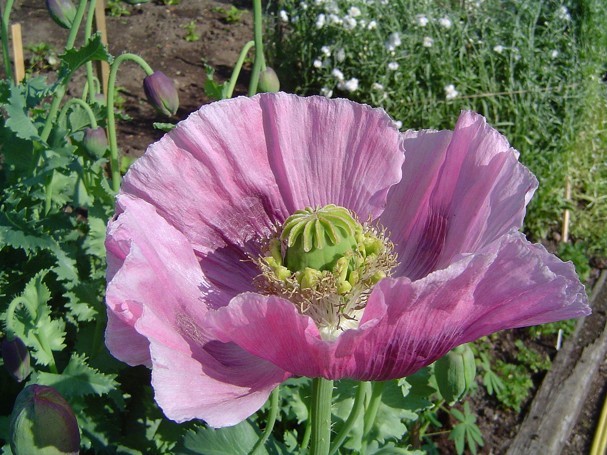 A close-up view of a pink opium poppy (Papaver somniferum) flower shows its delicate petals and central seed pod. The opium poppy is a source of various medicinal compounds.