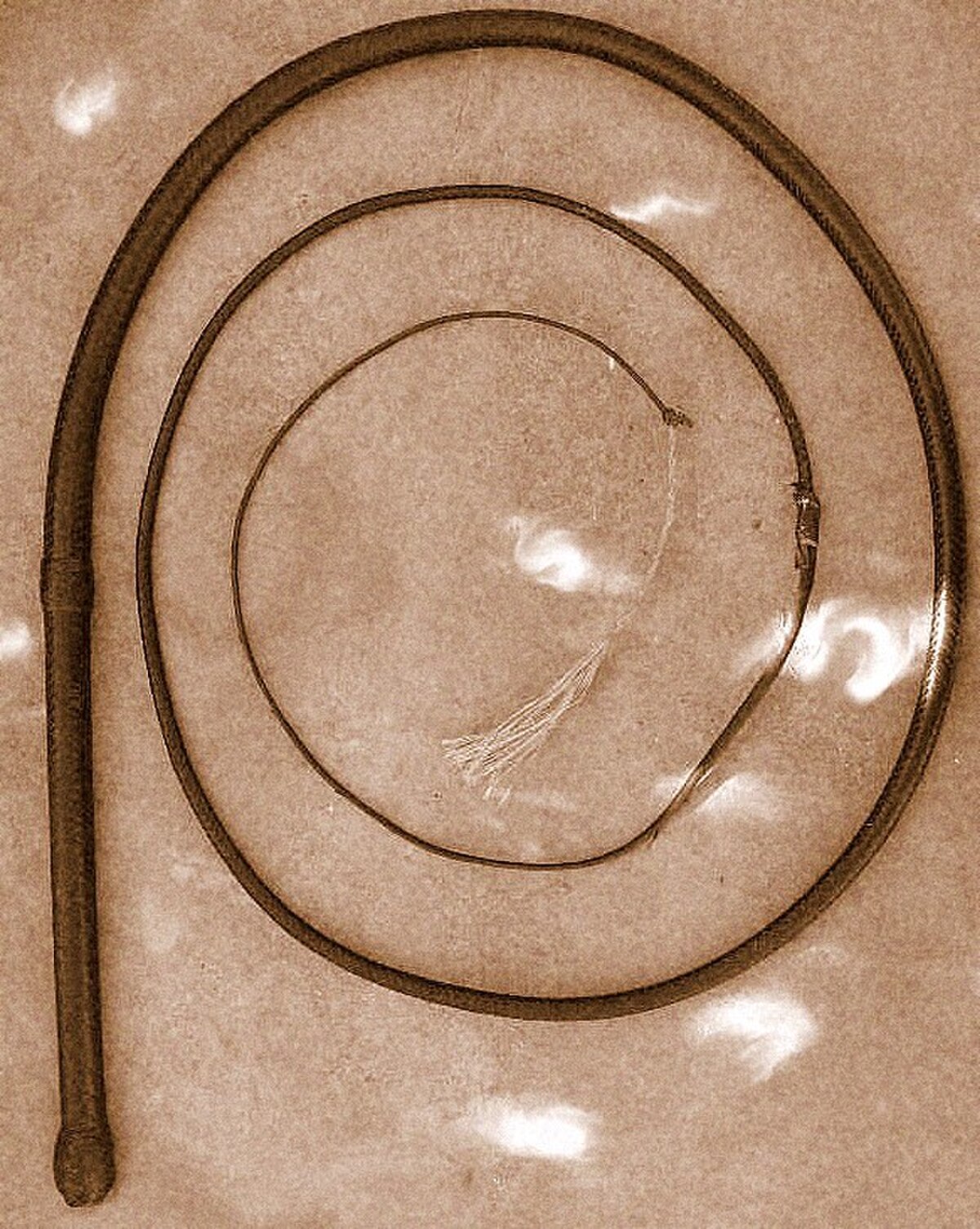 An Australian bullwhip, coiled on a light-colored surface, showing its long braided thong, cracker, and handle.