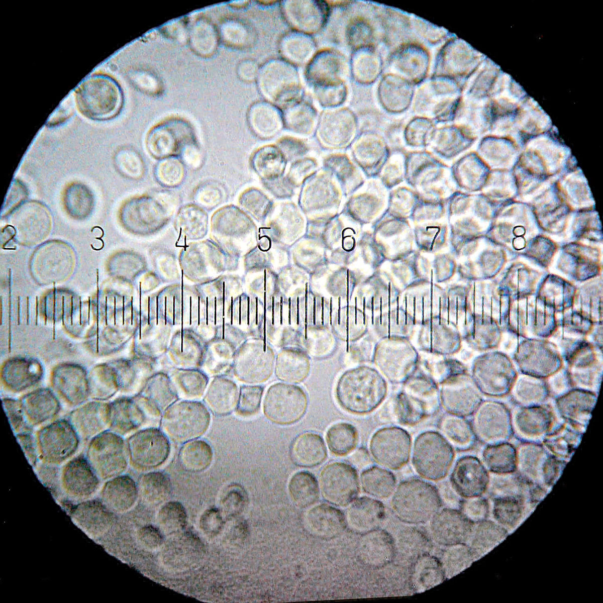 A microscopic view shows numerous Saccharomyces cerevisiae yeast cells, commonly used for brewing and baking. A grid with numbered ticks, each representing 10 micrometres, is visible for scale.