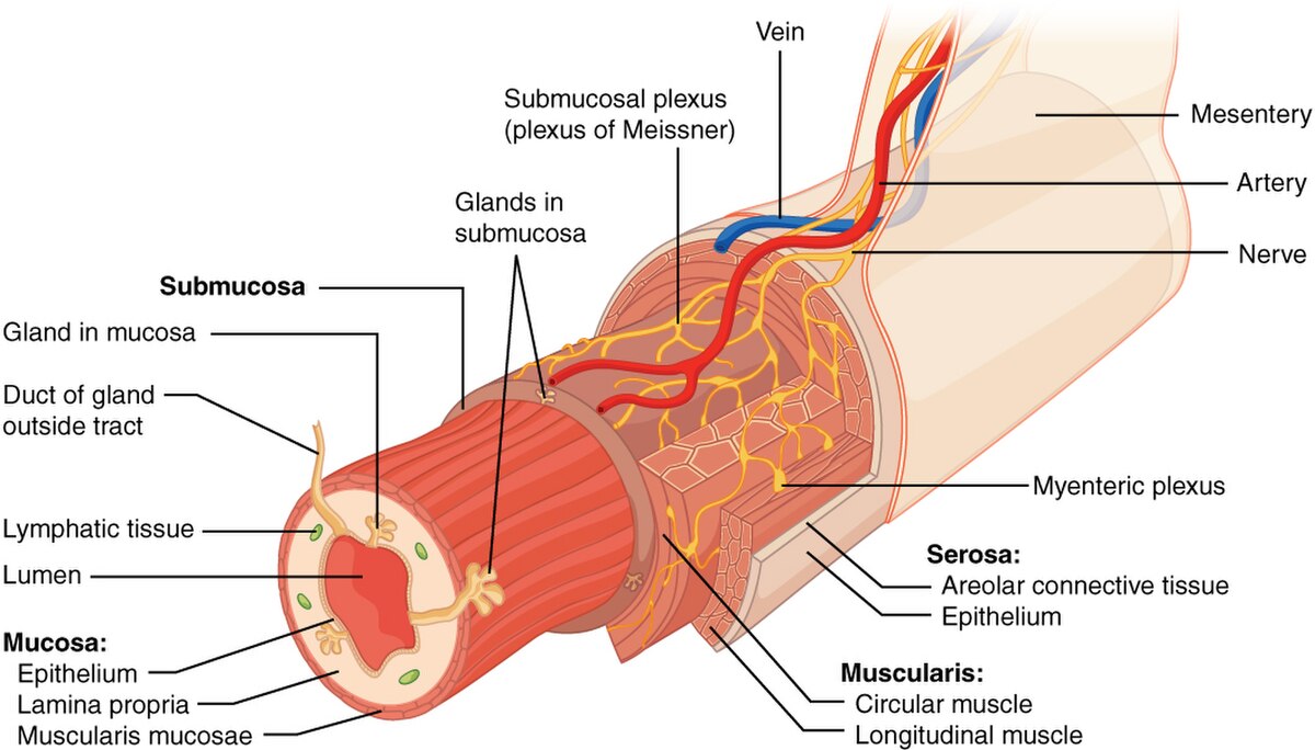 A diagram illustrates the layers of the gastrointestinal tract, showing the mucosa, submucosa, muscularis, and serosa. Labeled components include the Submucosal plexus (plexus of Meissner), Myenteric plexus, glands in submucosa, gland in mucosa, duct of gland outside tract, lymphatic tissue, lumen, epithelium, lamina propria, muscularis mucosae, circular muscle, longitudinal muscle, vein, artery, nerve, and mesentery.