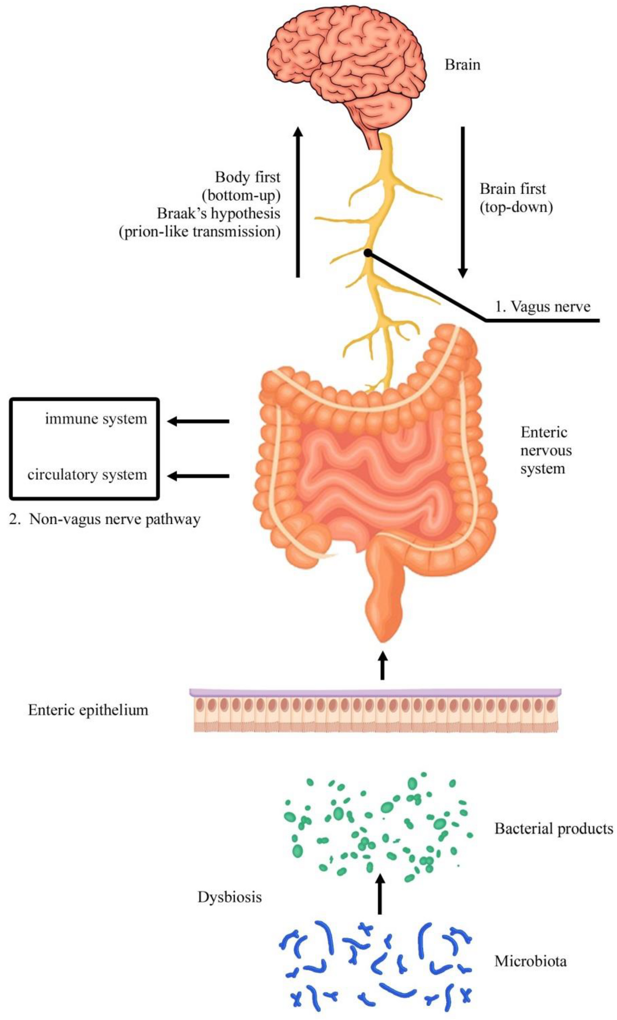 A diagram illustrates the connection between the brain and the enteric nervous system, showing both "Brain first (top-down)" and "Body first (bottom-up)" pathways. Key components labeled include the Brain, Vagus nerve (1), Enteric nervous system, Enteric epithelium, Bacterial products, Dysbiosis, Microbiota, immune system, and circulatory system, with a "Non-vagus nerve pathway" (2) also indicated.