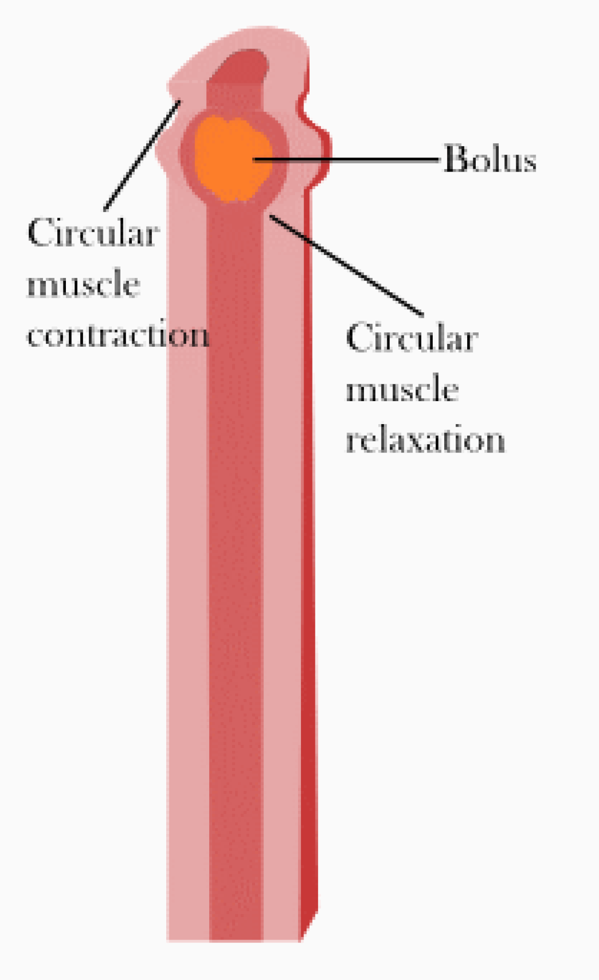 A simplified animated diagram illustrates peristalsis, showing a bolus of food being moved through a tube by sequential circular muscle contraction and relaxation. The bolus is depicted as an orange sphere.