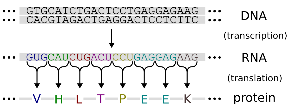 Diagram illustrating the genetic code, showing the transcription of a DNA sequence into an RNA sequence, and then the translation of the RNA sequence into an amino acid sequence (protein). The DNA sequence "GTGCATCTGACTCCTGGAGGAGAAG" is transcribed to RNA "GUGCAUCUGACUCCUGGAGGAGAAG", which is then translated into amino acids V, H, L, T, P, E, E, K.