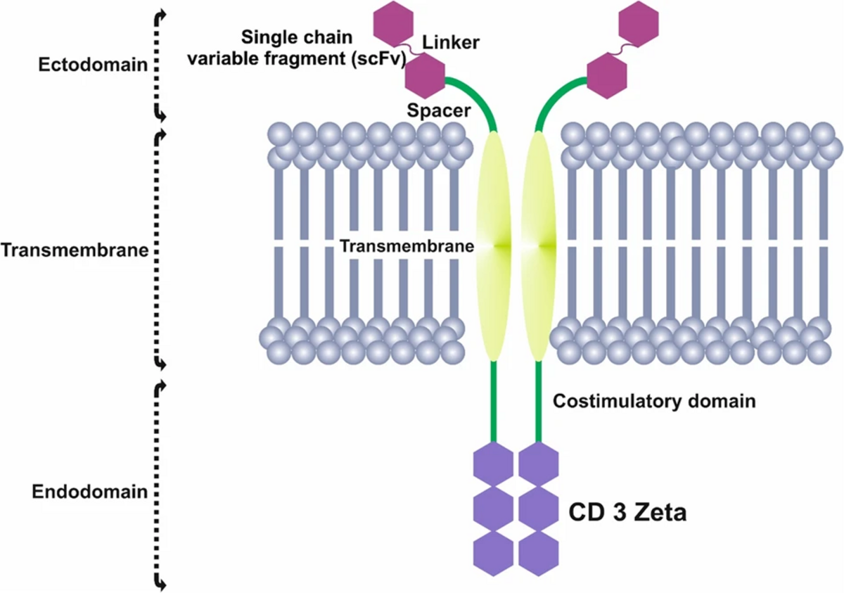 Diagram illustrating the structure of a chimeric antigen receptor (CAR) embedded in a cell membrane. The ectodomain, located outside the cell, consists of a single chain variable fragment (scFv), linker, and spacer, while the endodomain inside the cell includes a costimulatory domain and CD3 Zeta.